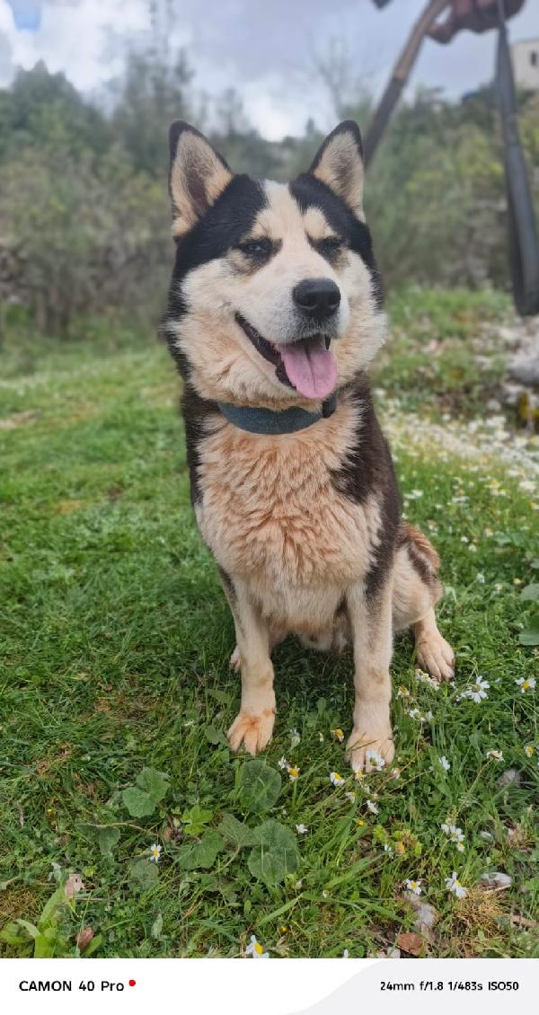 Simba, splendido simil Malamute dagli occhi color cielo Foto 6